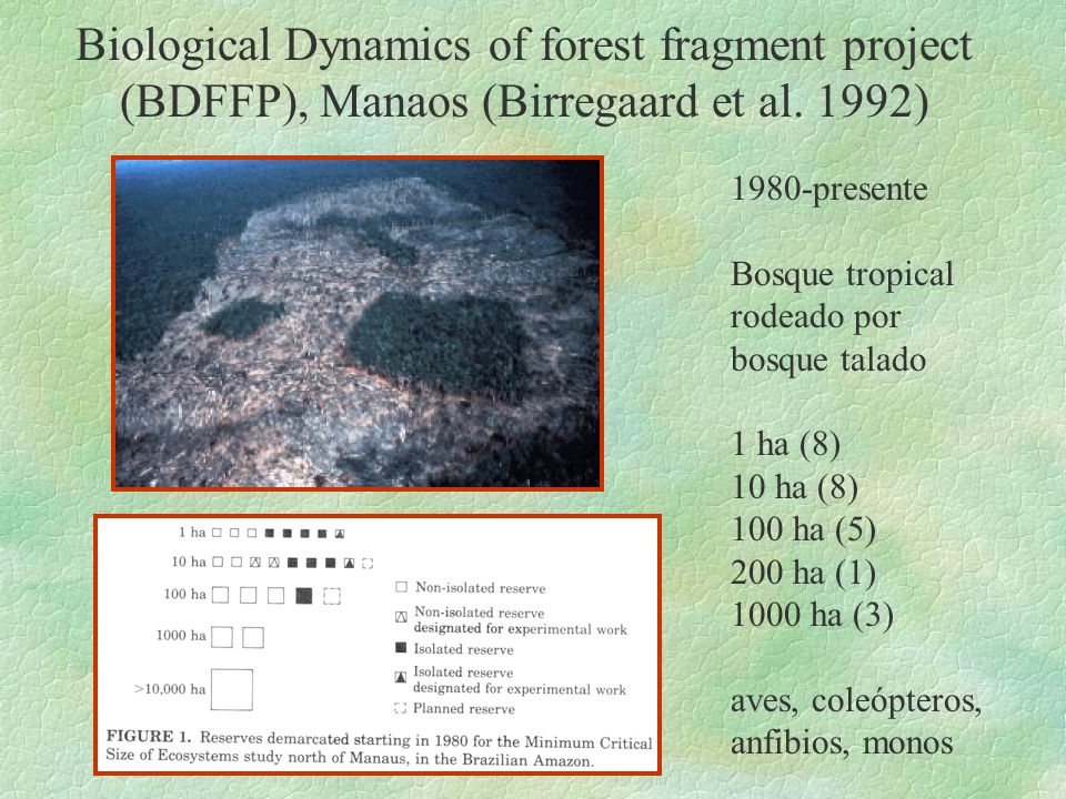Biological Dynamics of forest fragment project (BDFFP), Manaos (Birregaard et al. 1992)