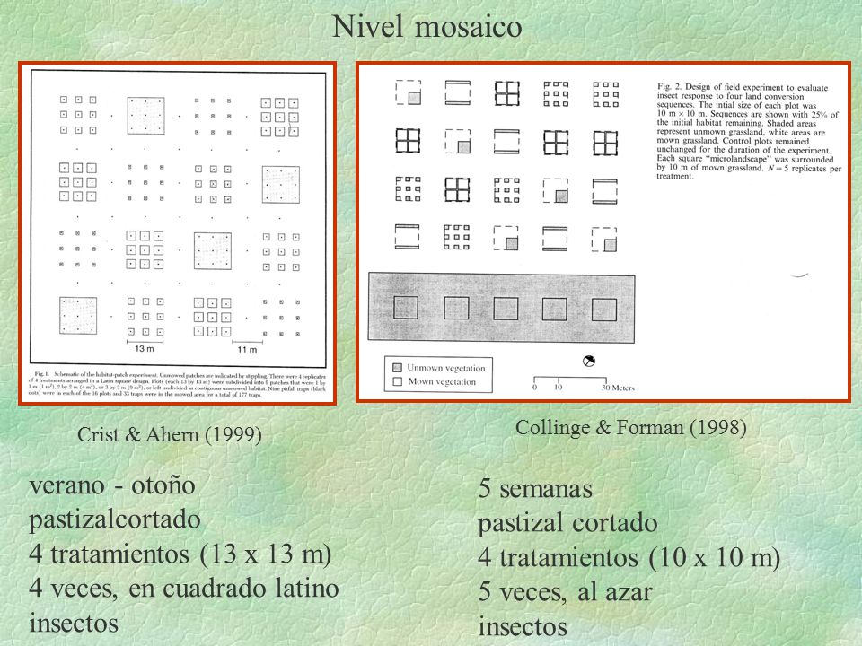 Nivel mosaico verano - otoño 5 semanas pastizalcortado