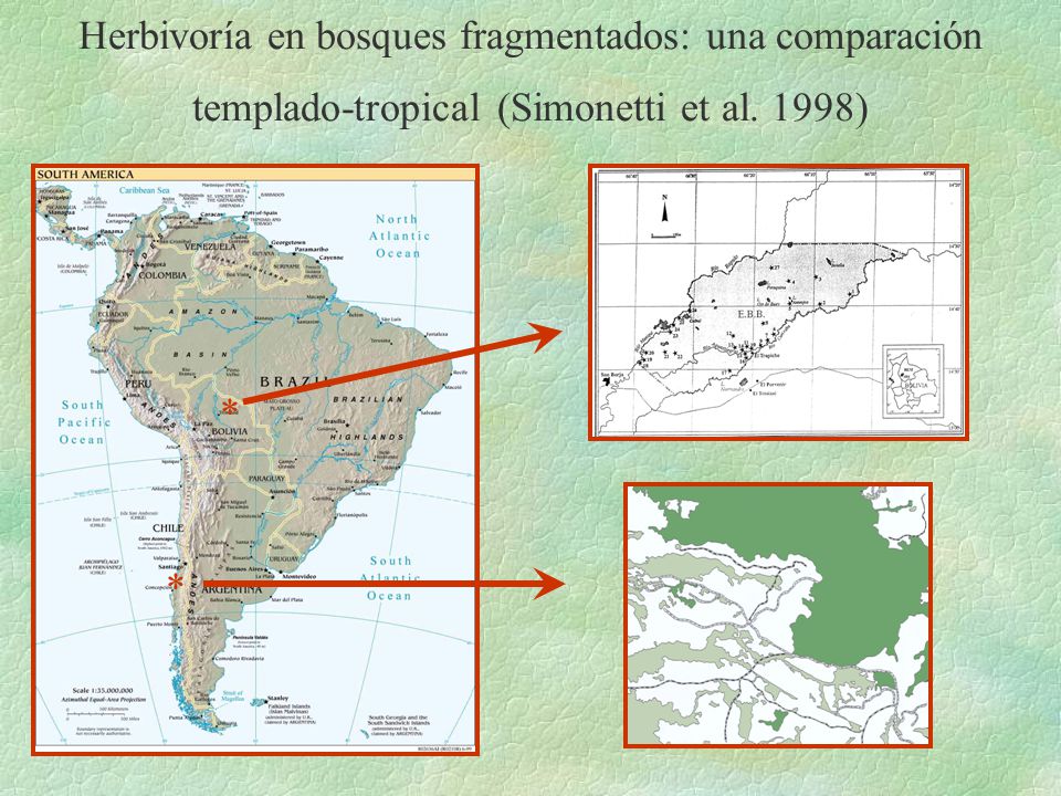 Herbivoría en bosques fragmentados: una comparación templado-tropical (Simonetti et al. 1998)