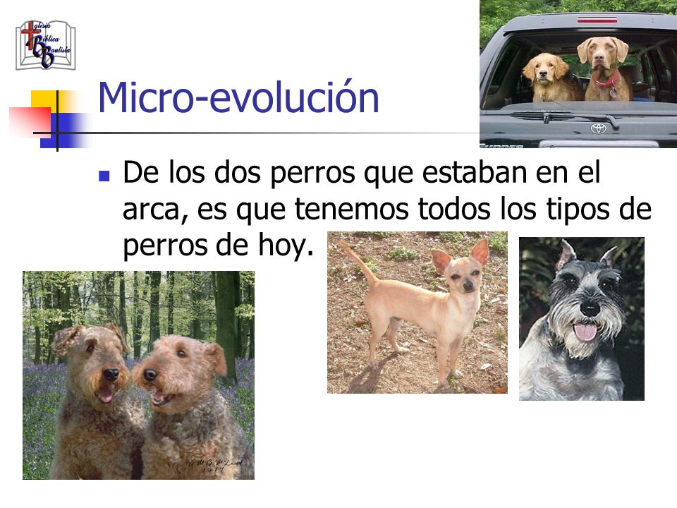 Micro-evolución De los dos perros que estaban en el arca, es que tenemos todos los tipos de perros de hoy.