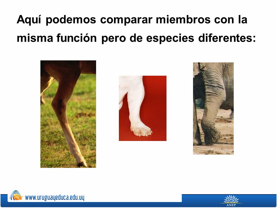 Aquí podemos comparar miembros con la misma función pero de especies diferentes: