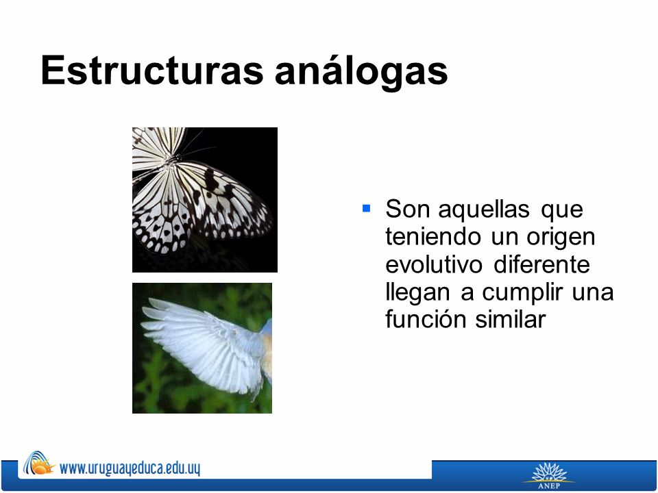 Estructuras análogas Son aquellas que teniendo un origen evolutivo diferente llegan a cumplir una función similar.