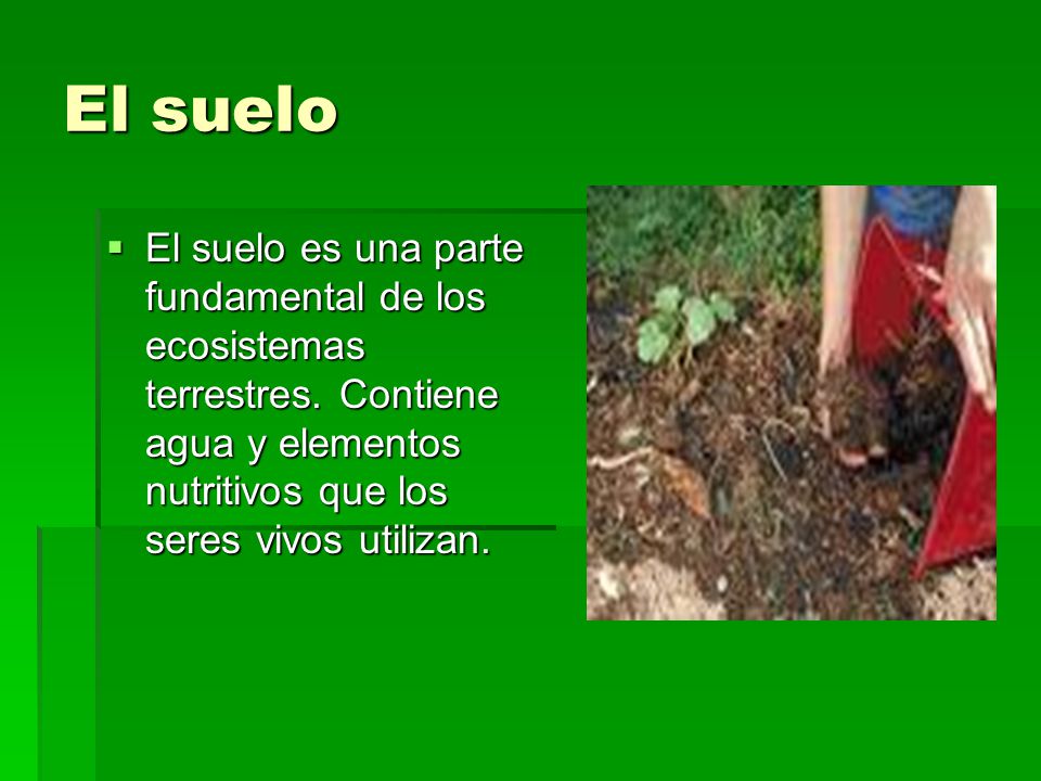 El suelo El suelo es una parte fundamental de los ecosistemas terrestres.