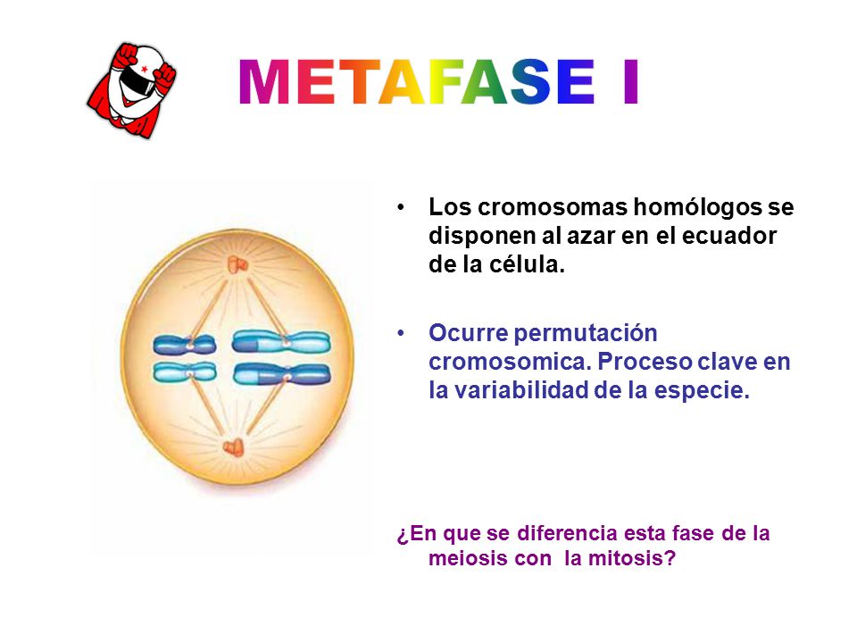 METAFASE I Los cromosomas homólogos se disponen al azar en el ecuador de la célula.