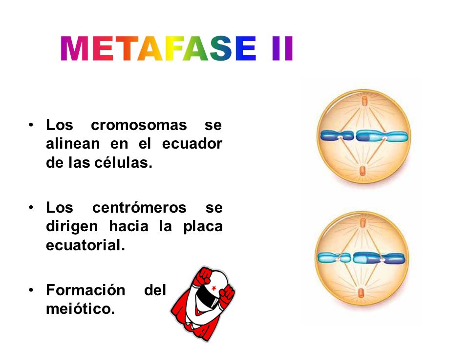 METAFASE II Los cromosomas se alinean en el ecuador de las células.