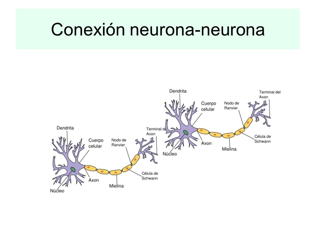 https://slideplayer.es/slide/4187886/13/images/31/Conexi%C3%B3n+neurona-neurona.jpg