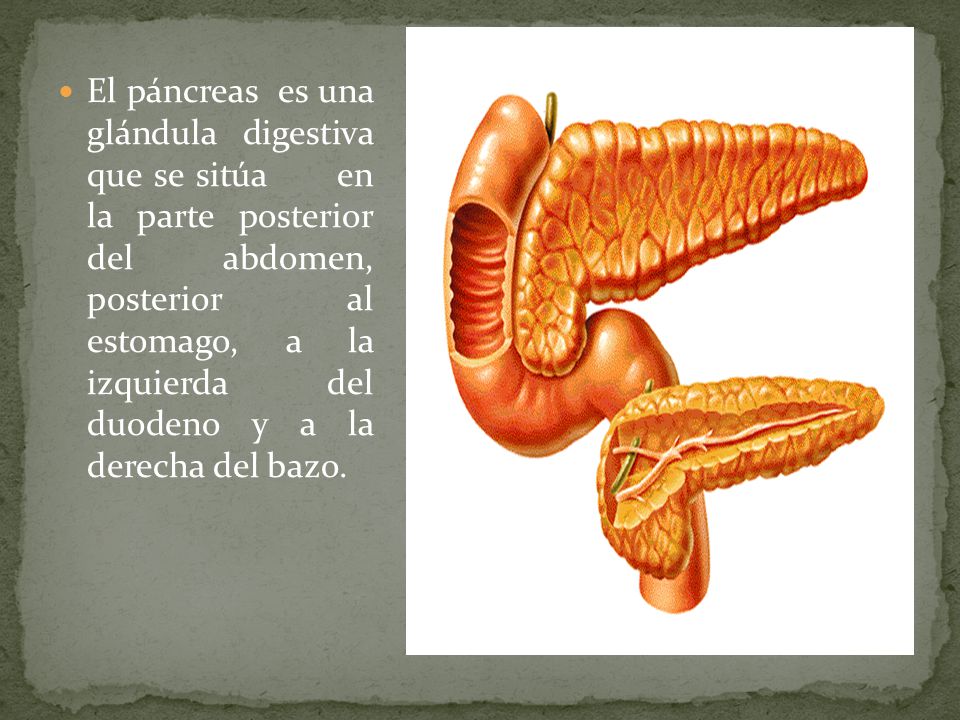 El páncreas es una glándula digestiva que se sitúa en la parte posterior del abdomen, posterior al estomago, a la izquierda del duodeno y a la derecha del bazo.