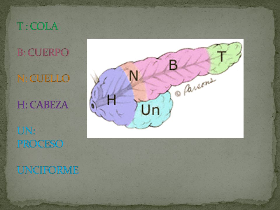 T : COLA B: CUERPO N: CUELLO H: CABEZA UN: PROCESO UNCIFORME