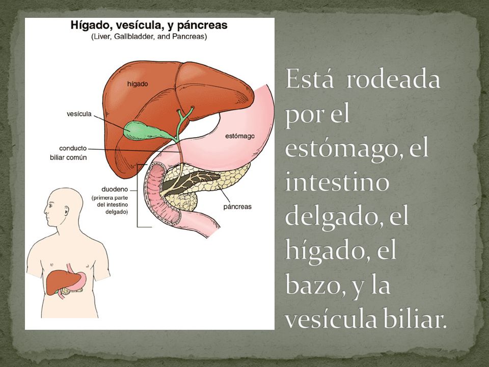 Está rodeada por el estómago, el intestino delgado, el hígado, el bazo, y la vesícula biliar.