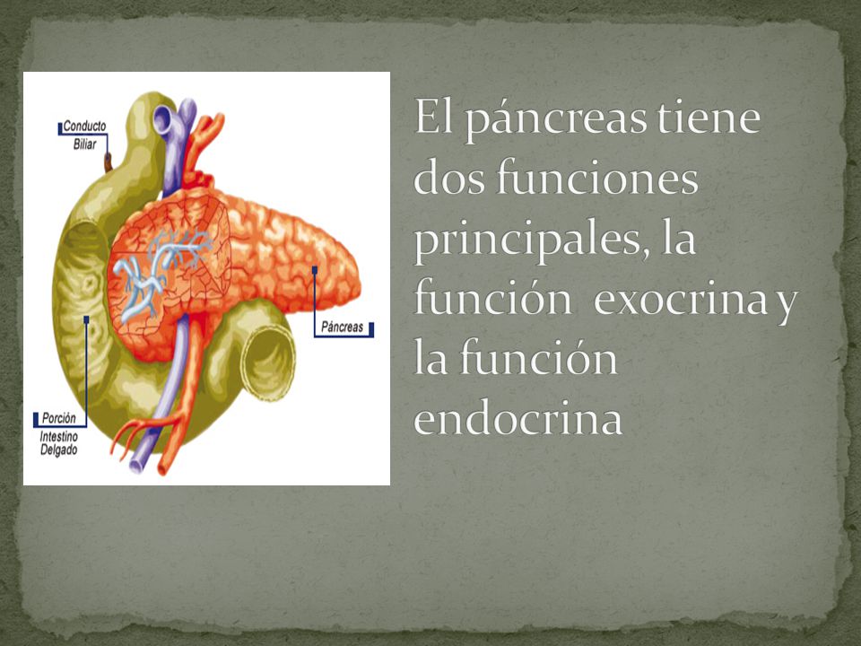 El páncreas tiene dos funciones principales, la función exocrina y la función endocrina
