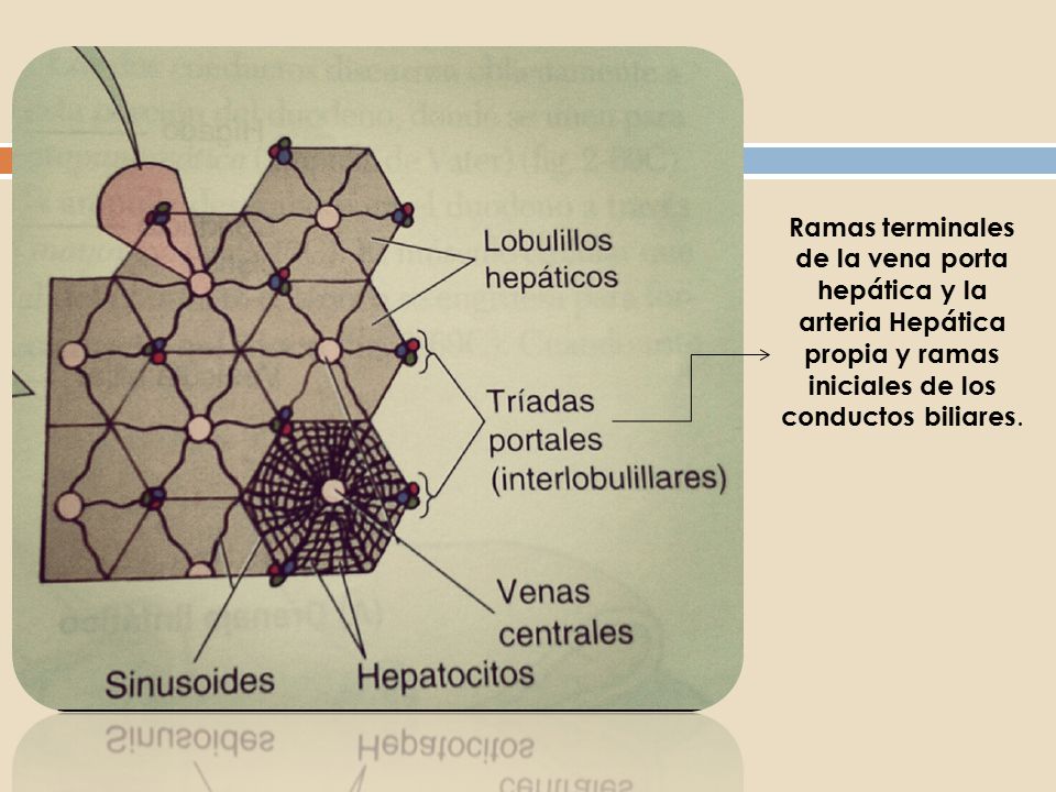 Ramas terminales de la vena porta hepática y la arteria Hepática propia y ramas iniciales de los conductos biliares.