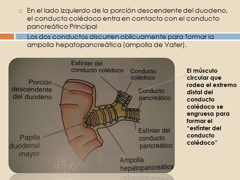 En el lado izquierdo de la porción descendente del duodeno, el conducto colédoco entra en contacto con el conducto pancreático Principal