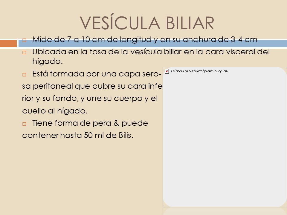 VESÍCULA BILIAR Mide de 7 a 10 cm de longitud y en su anchura de 3-4 cm. Ubicada en la fosa de la vesícula biliar en la cara visceral del hígado.
