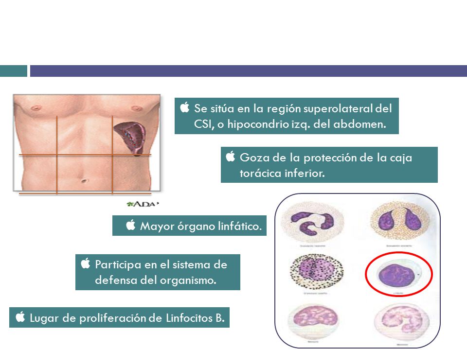 Se sitúa en la región superolateral del CSI, o hipocondrio izq