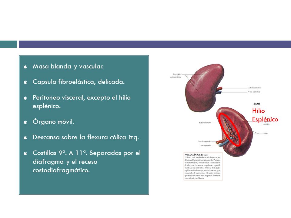 Masa blanda y vascular. Capsula fibroelástica, delicada. Peritoneo visceral, excepto el hilio esplénico.