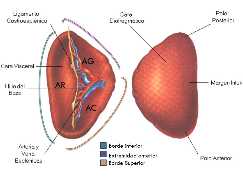 AG AR AC Borde inferior Extremidad anterior Borde Superior