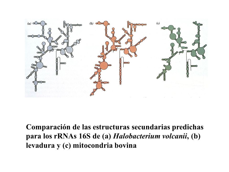 Comparación de las estructuras secundarias predichas para los rRNAs 16S de (a) Halobacterium volcanii, (b) levadura y (c) mitocondria bovina