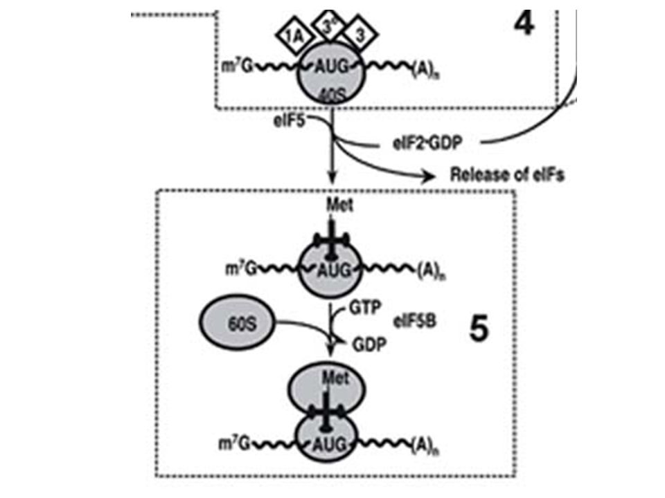 5) GTP hydrolysis and joining of the 60S ribosomal subunit.