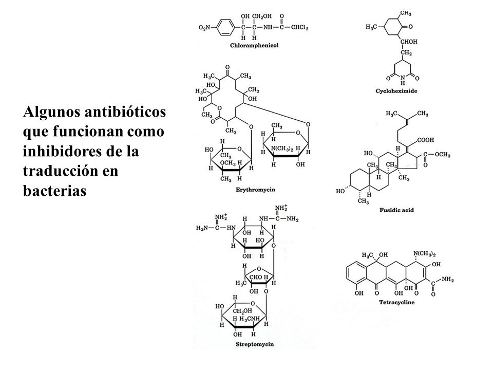 Algunos antibióticos que funcionan como inhibidores de la traducción en bacterias