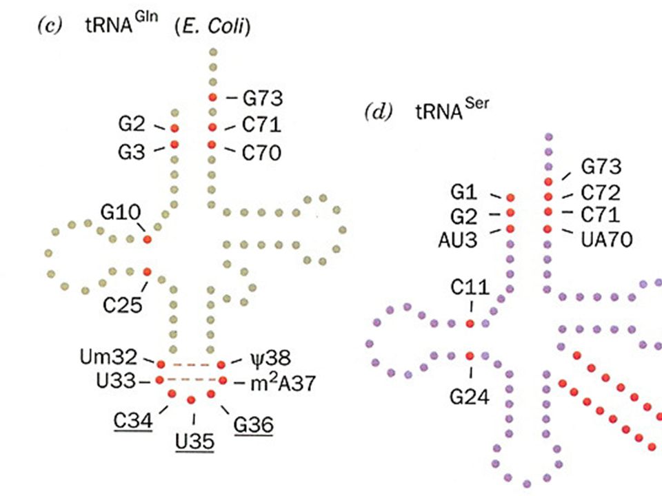 Elementos de identidad en los tRNAs que permiten la identificacion especifica con la rRNA sintetasa.