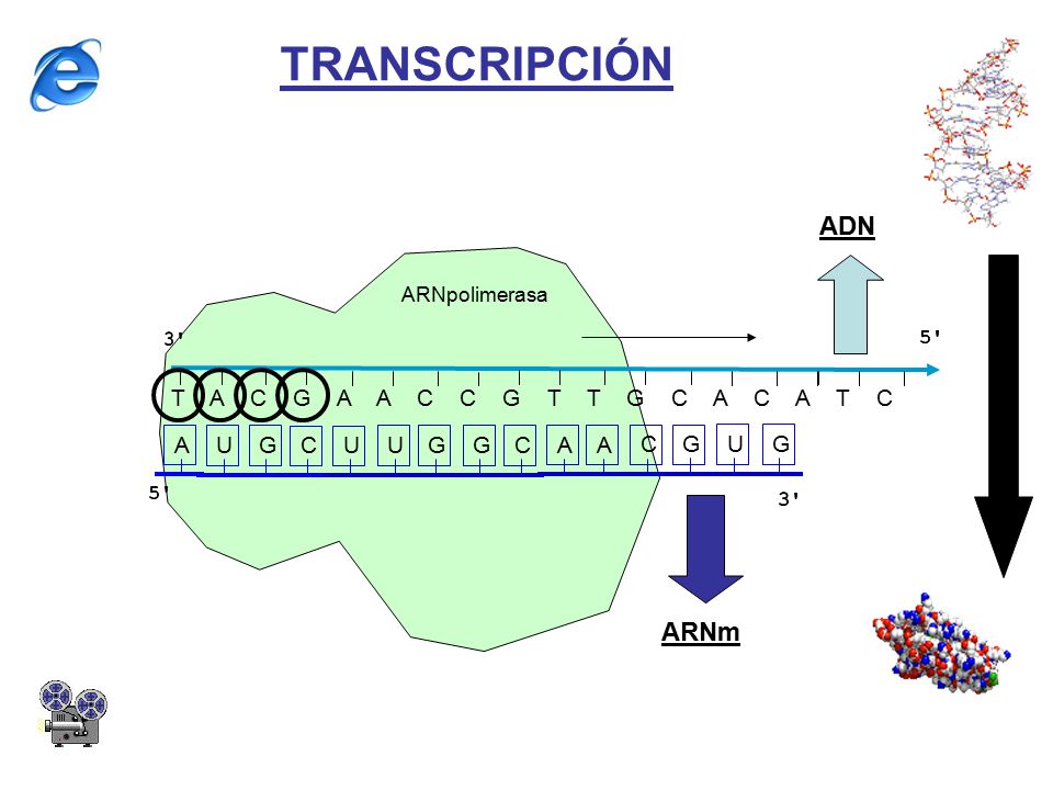 TRANSCRIPCIÓN ADN ARNm T A C G A A C C G T T G C A C A T C A U G C U U