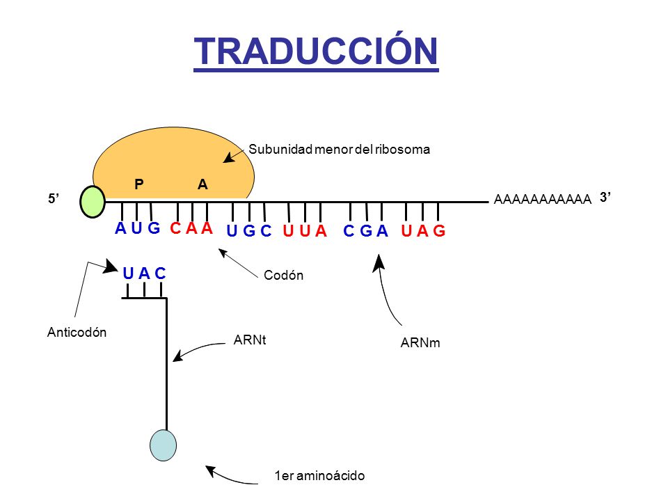 TRADUCCIÓN A U G C A A U G C U U A C G A U A G U A C P A