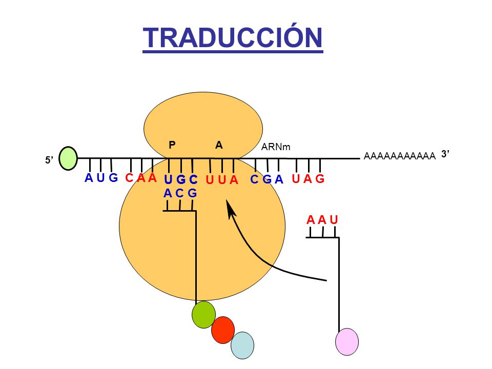 TRADUCCIÓN A U G C A A U G C U G C U U A C G A U A G A C G A A U