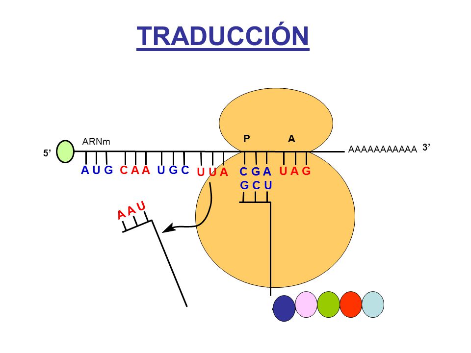 TRADUCCIÓN A U G C A A U G C U U A C G A U A G G C U A A U