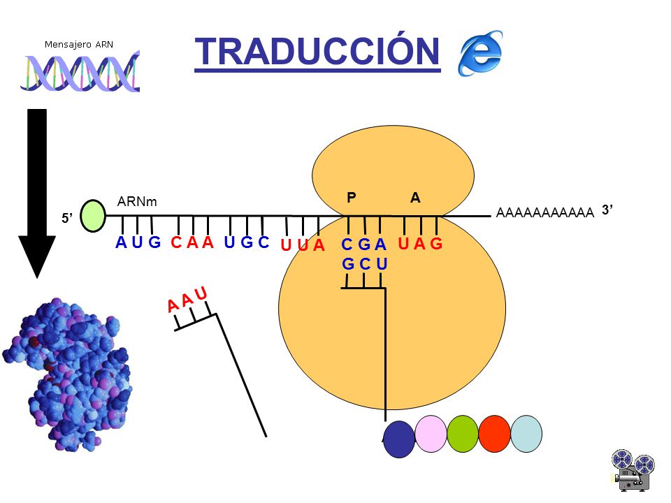 TRADUCCIÓN A U G C A A U G C U U A C G A U A G G C U A A U