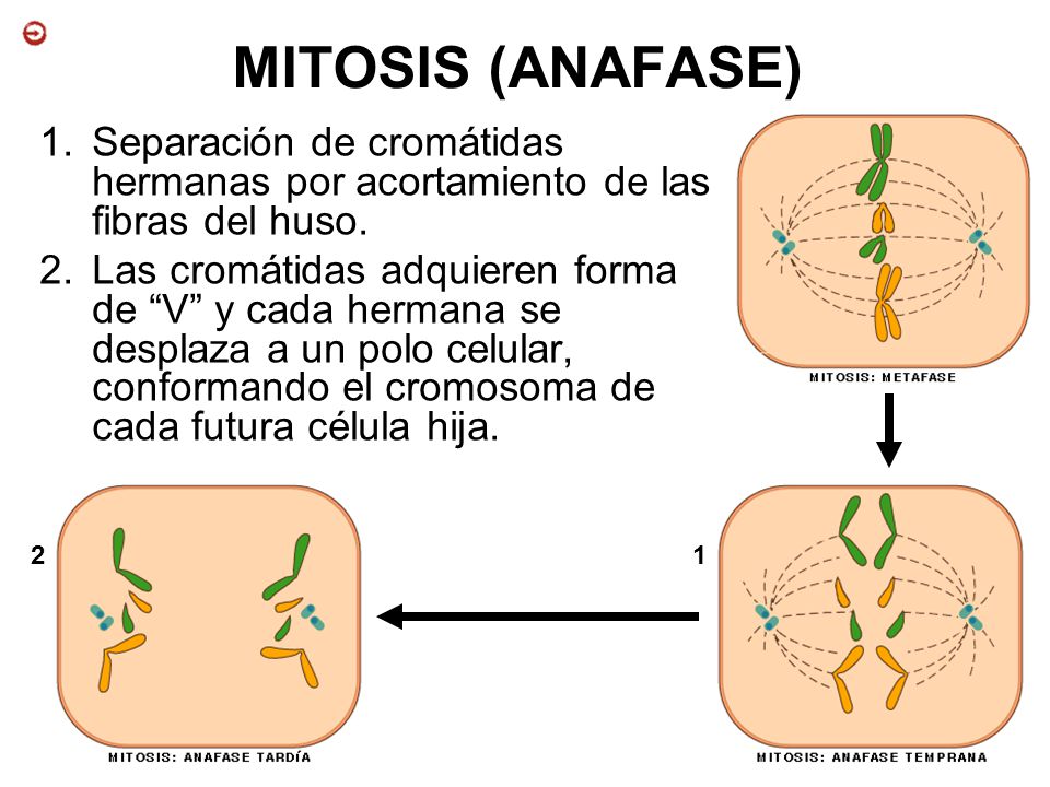 MITOSIS (ANAFASE) Separación de cromátidas hermanas por acortamiento de las fibras del huso.