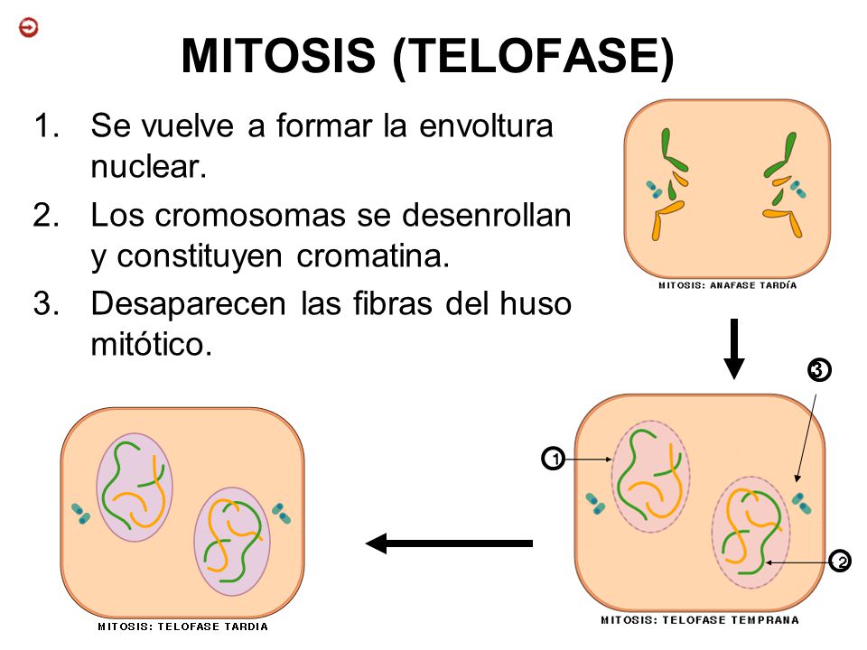 MITOSIS (TELOFASE) Se vuelve a formar la envoltura nuclear.