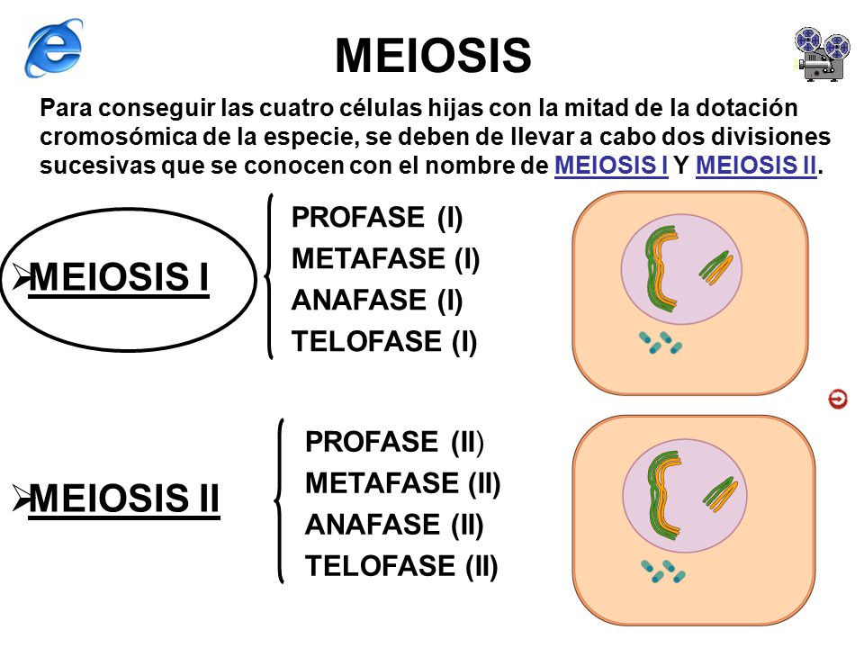 MEIOSIS MEIOSIS I MEIOSIS II PROFASE (I) METAFASE (I) ANAFASE (I)