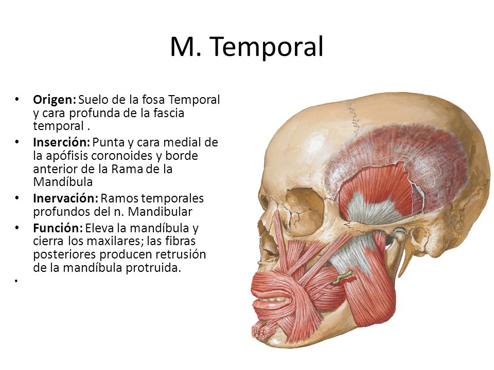 M. Temporal Origen: Suelo de la fosa Temporal y cara profunda de la fascia temporal .