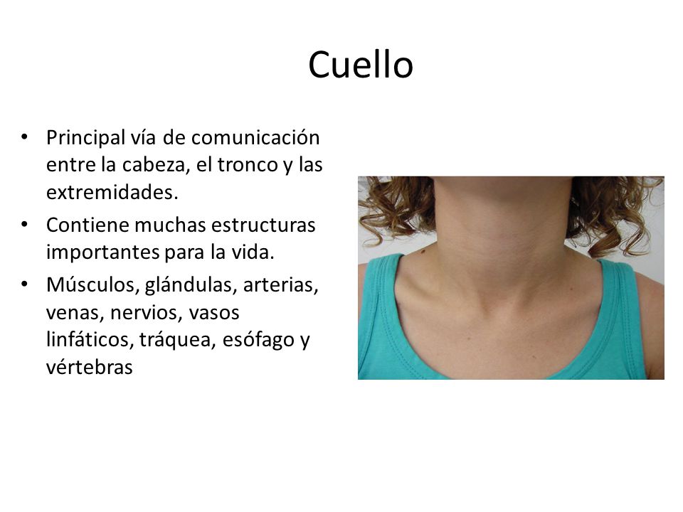 Cuello Principal vía de comunicación entre la cabeza, el tronco y las extremidades. Contiene muchas estructuras importantes para la vida.