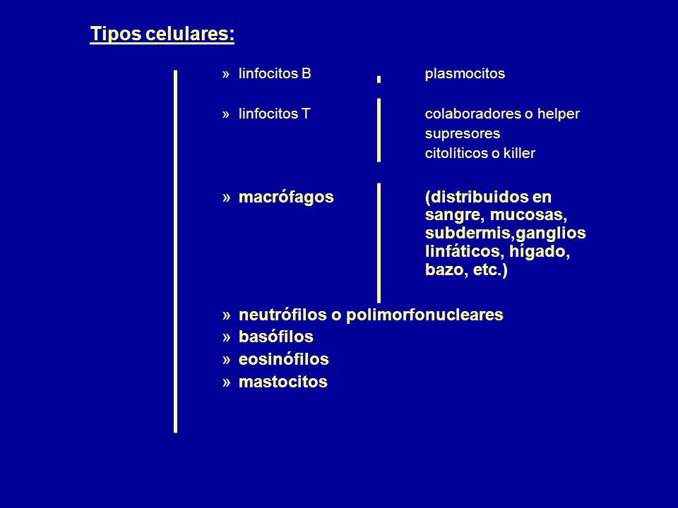 Tipos celulares: linfocitos B plasmocitos. linfocitos T colaboradores o helper.