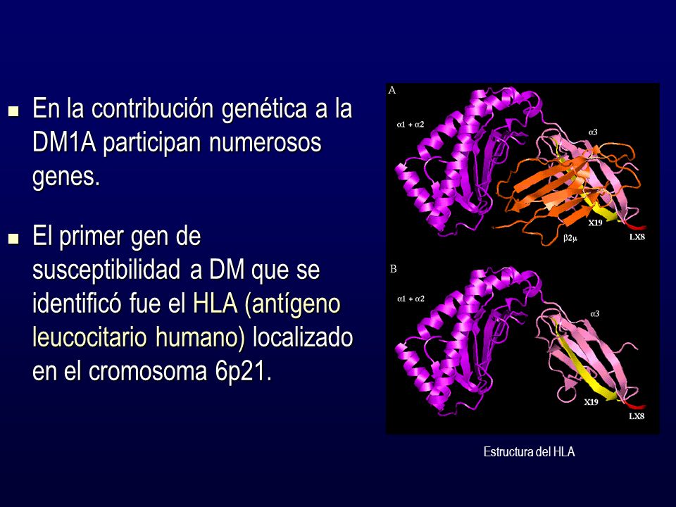 En la contribución genética a la DM1A participan numerosos genes.