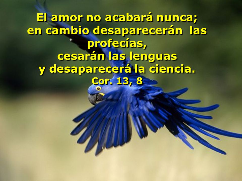 El amor no acabará nunca; en cambio desaparecerán las profecías,