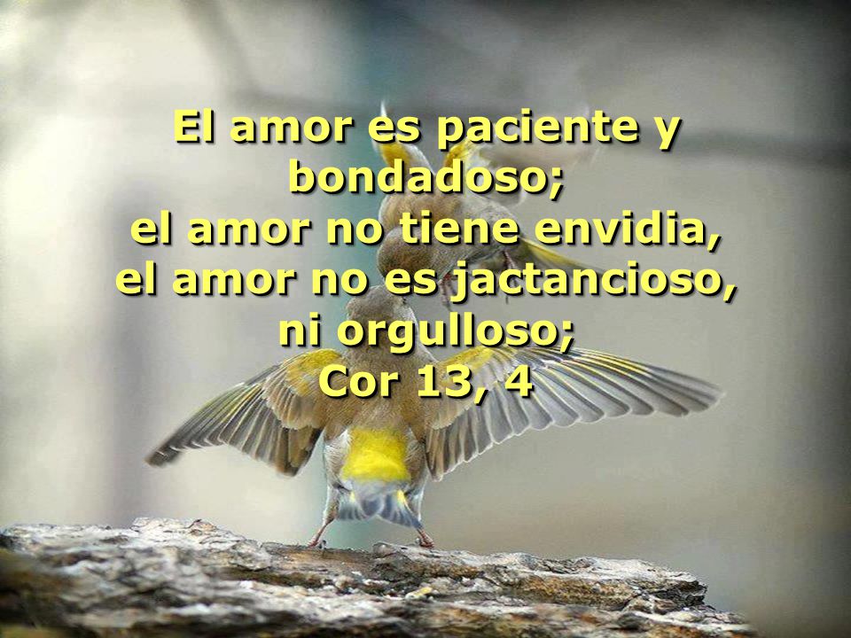 El amor es paciente y bondadoso; el amor no tiene envidia,
