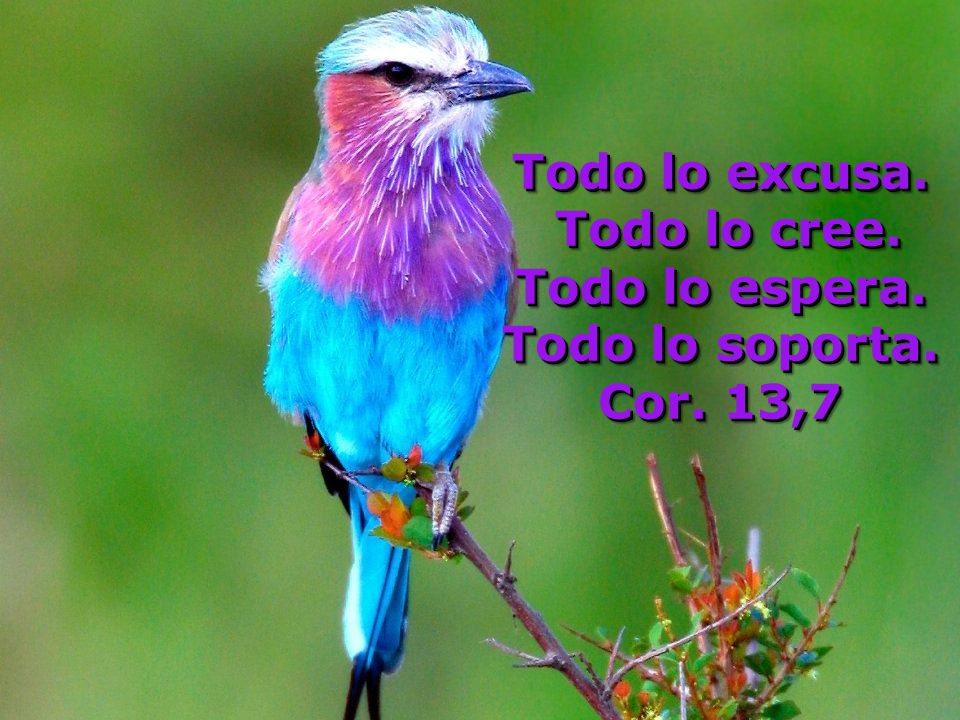 Todo lo excusa. Todo lo cree. Todo lo espera. Todo lo soporta. Cor. 13,7