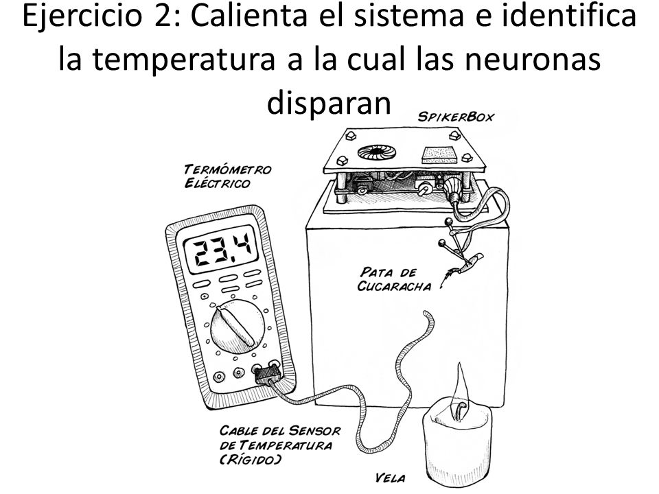 Ejercicio 2: Calienta el sistema e identifica la temperatura a la cual las neuronas disparan