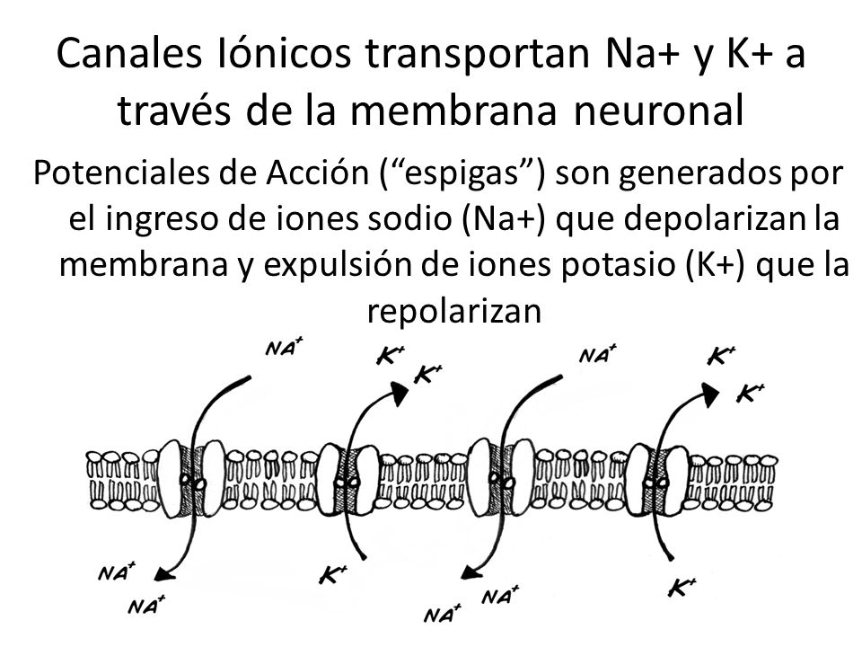 Canales Iónicos transportan Na+ y K+ a través de la membrana neuronal
