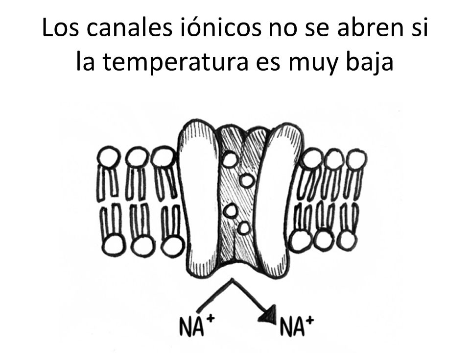 Los canales iónicos no se abren si la temperatura es muy baja