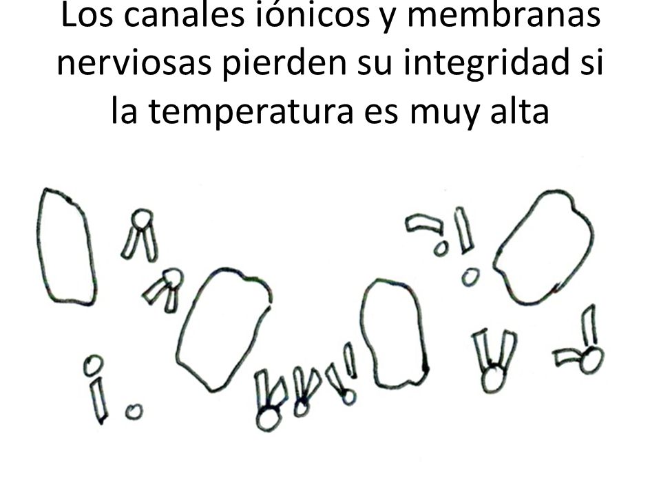 Los canales iónicos y membranas nerviosas pierden su integridad si la temperatura es muy alta