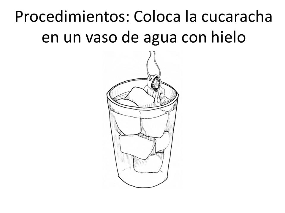 Procedimientos: Coloca la cucaracha en un vaso de agua con hielo