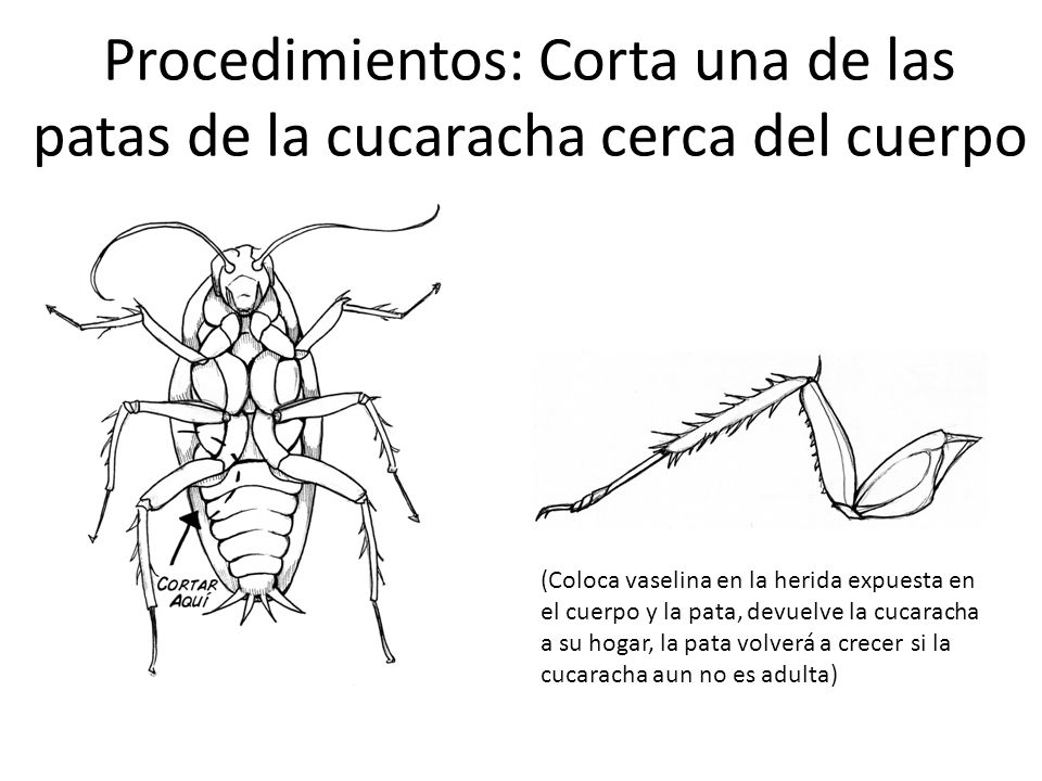 Procedimientos: Corta una de las patas de la cucaracha cerca del cuerpo