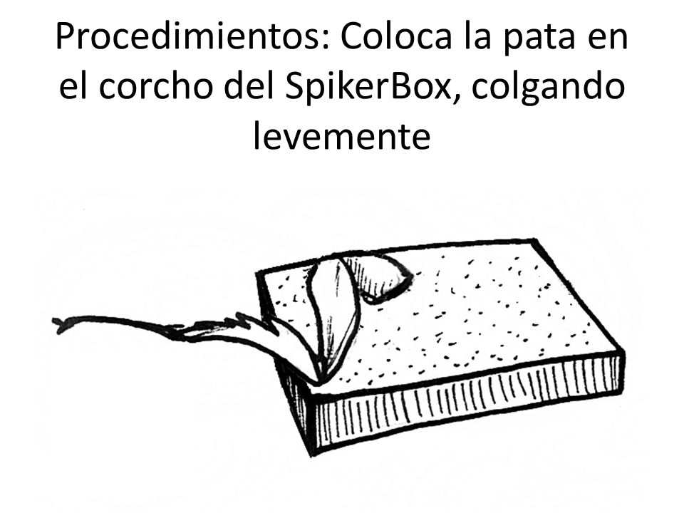 Procedimientos: Coloca la pata en el corcho del SpikerBox, colgando levemente