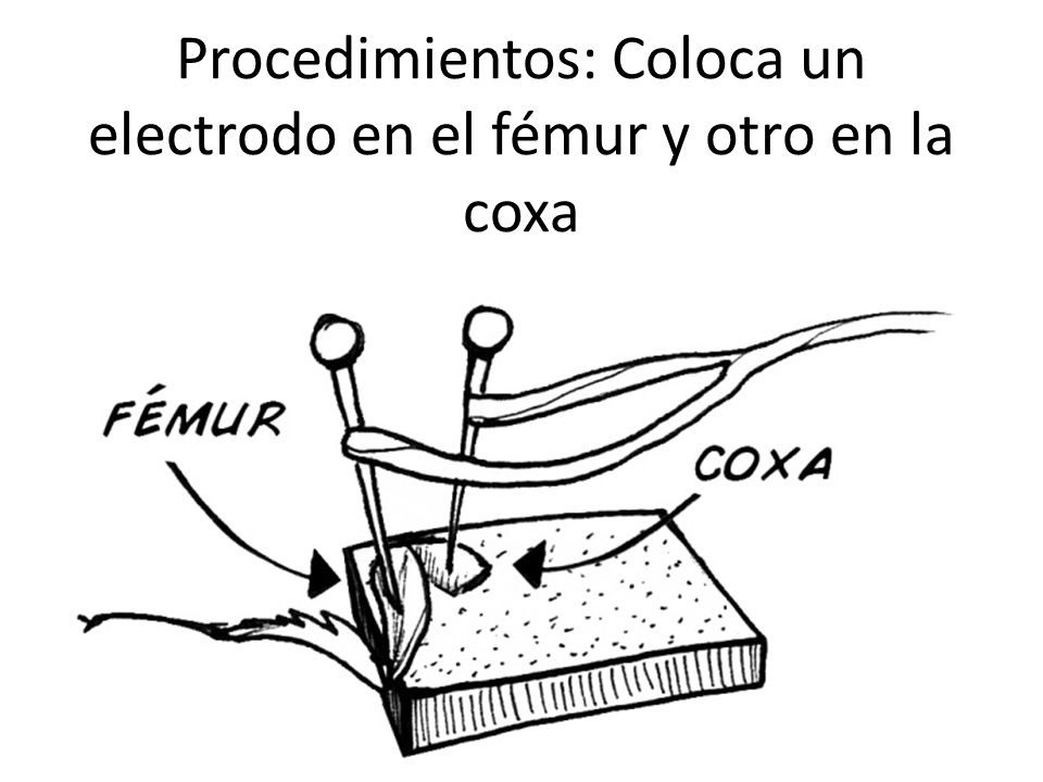 Procedimientos: Coloca un electrodo en el fémur y otro en la coxa