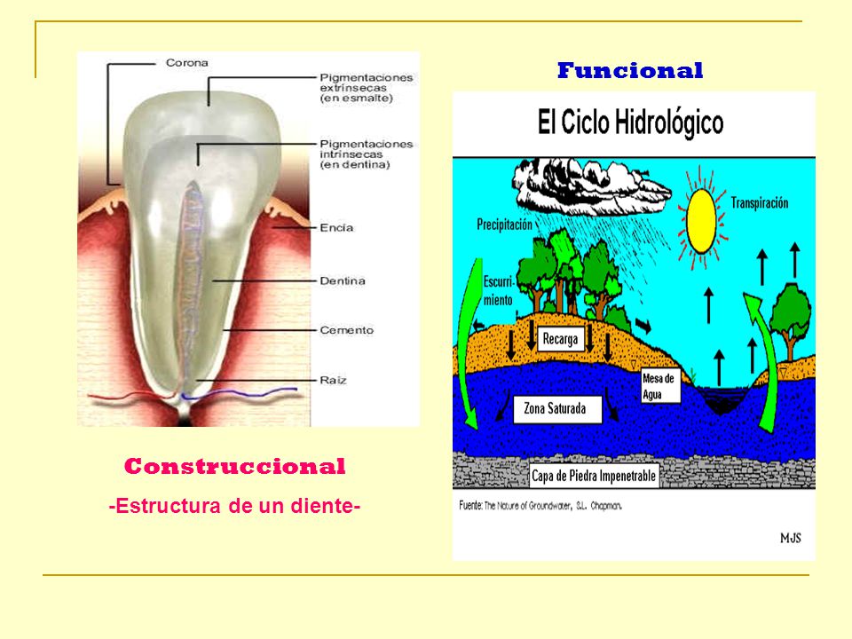 -Estructura de un diente-