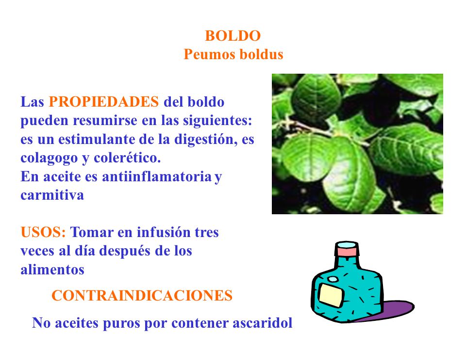 BOLDO Peumos boldus. Las PROPIEDADES del boldo pueden resumirse en las siguientes: es un estimulante de la digestión, es colagogo y colerético.