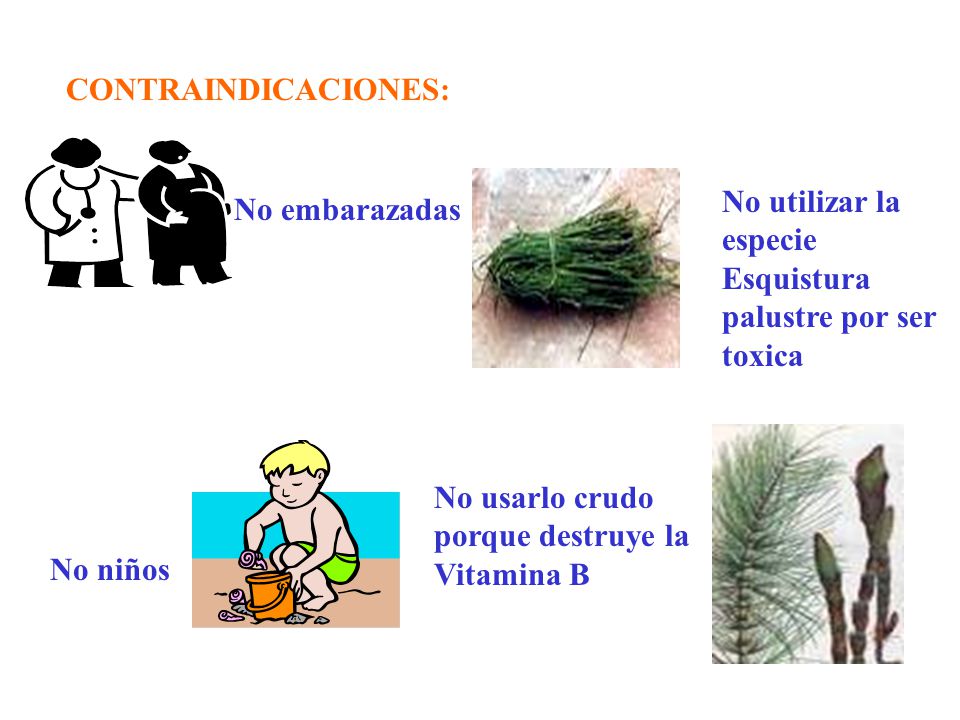 CONTRAINDICACIONES: No utilizar la. especie Esquistura palustre por ser toxica. No embarazadas. No usarlo crudo.